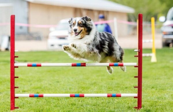 Agility Dog