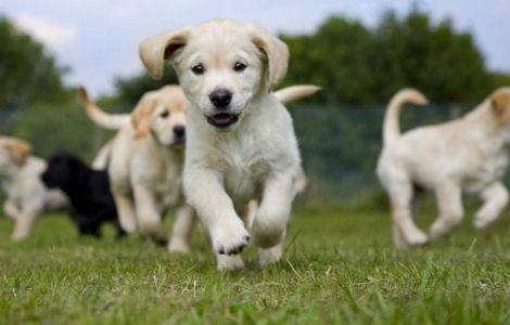 Puppy Class